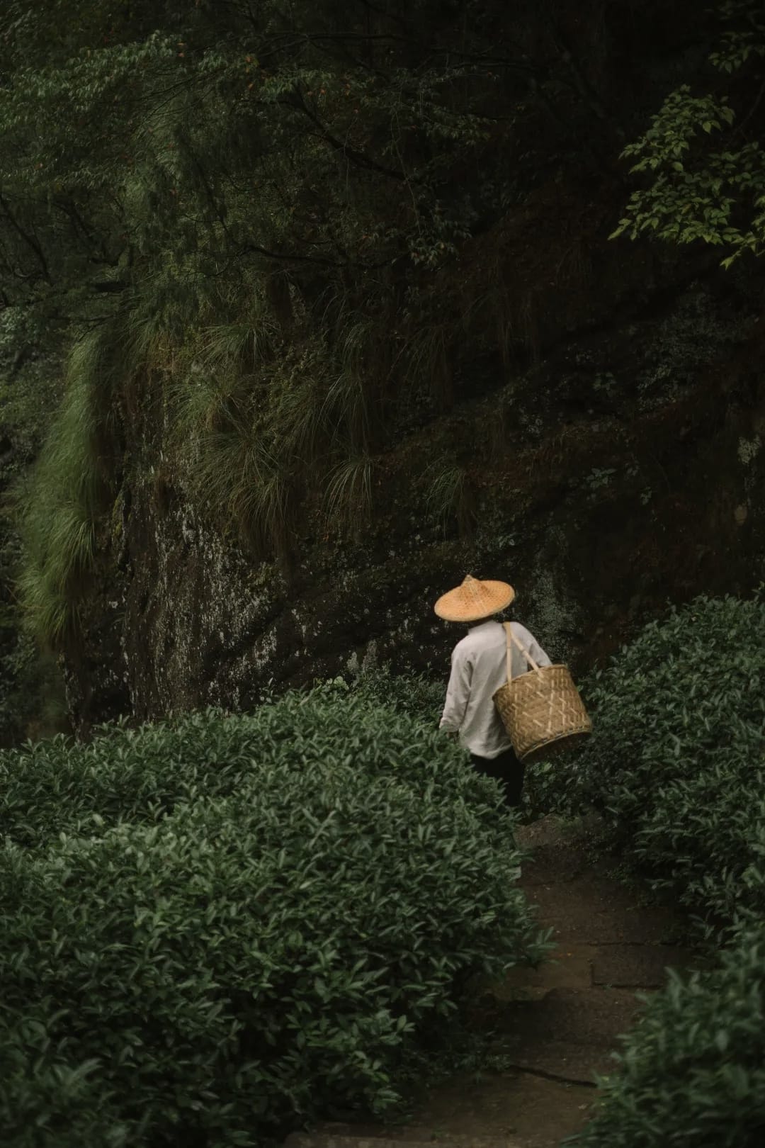 Chinese tea preparation detail