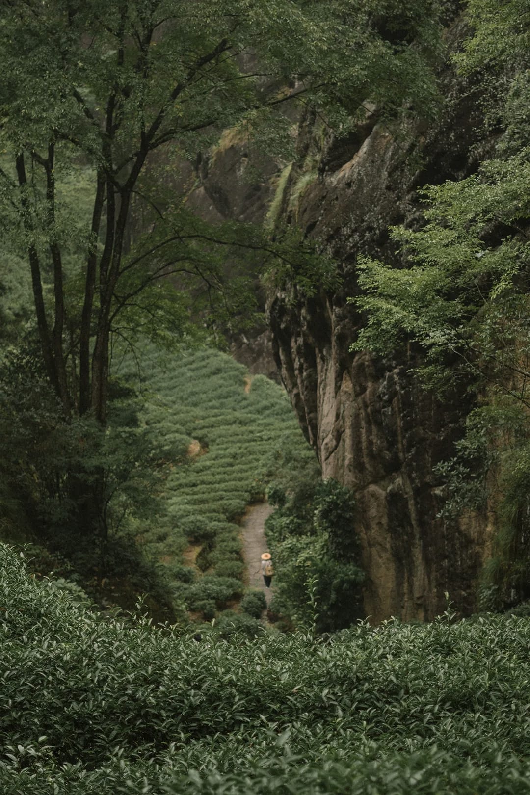 Refined House of Tea experience