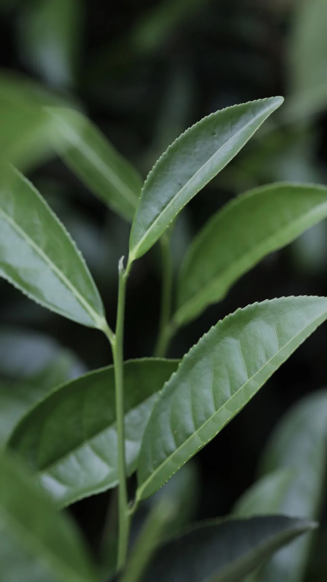 Responsible tea craft and sourcing