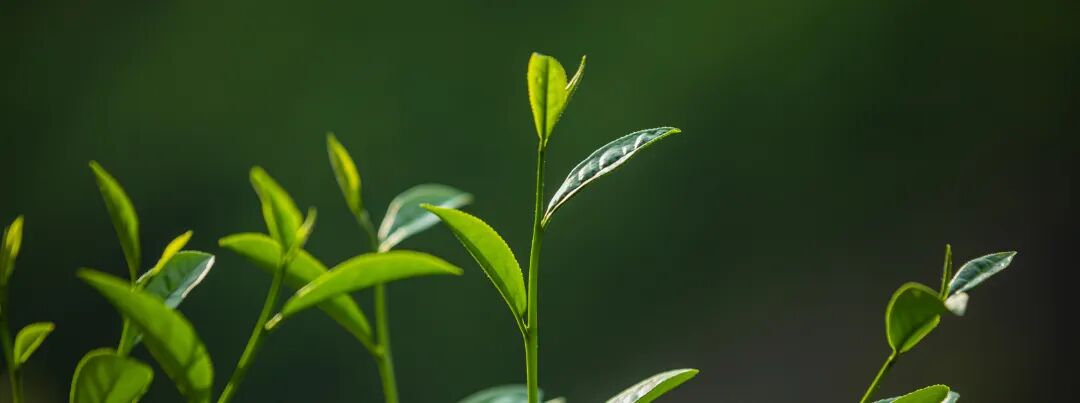 Chinese tea culture with care