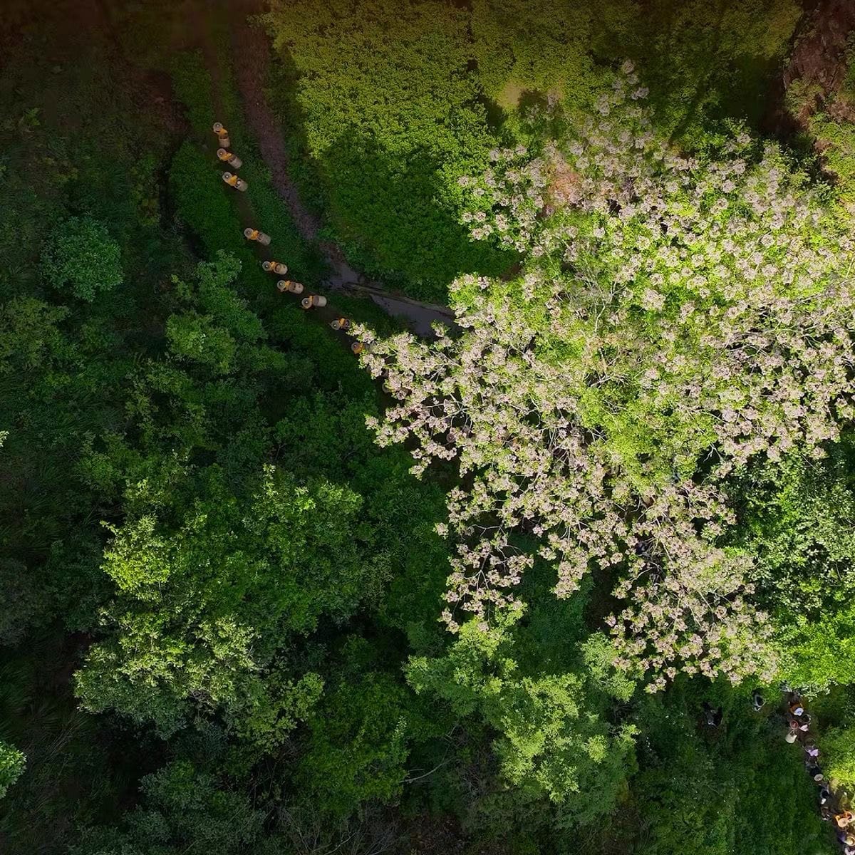 Wuyi Mountain tea terrain