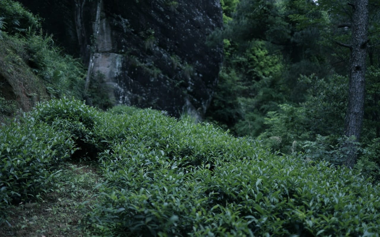 Wuyi Mountain tea scenery