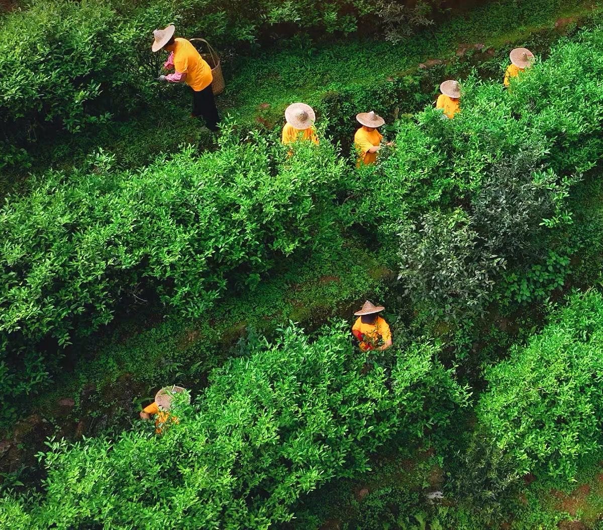 Natural Wuyi Mountain environment