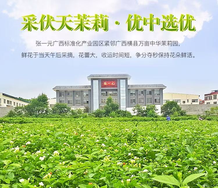 Premium Jasmine Tea Grade-AAA