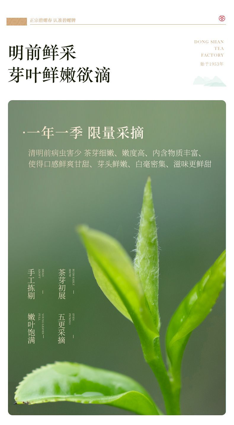 2026 New Tea Suzhou Biluochun Grade-AA