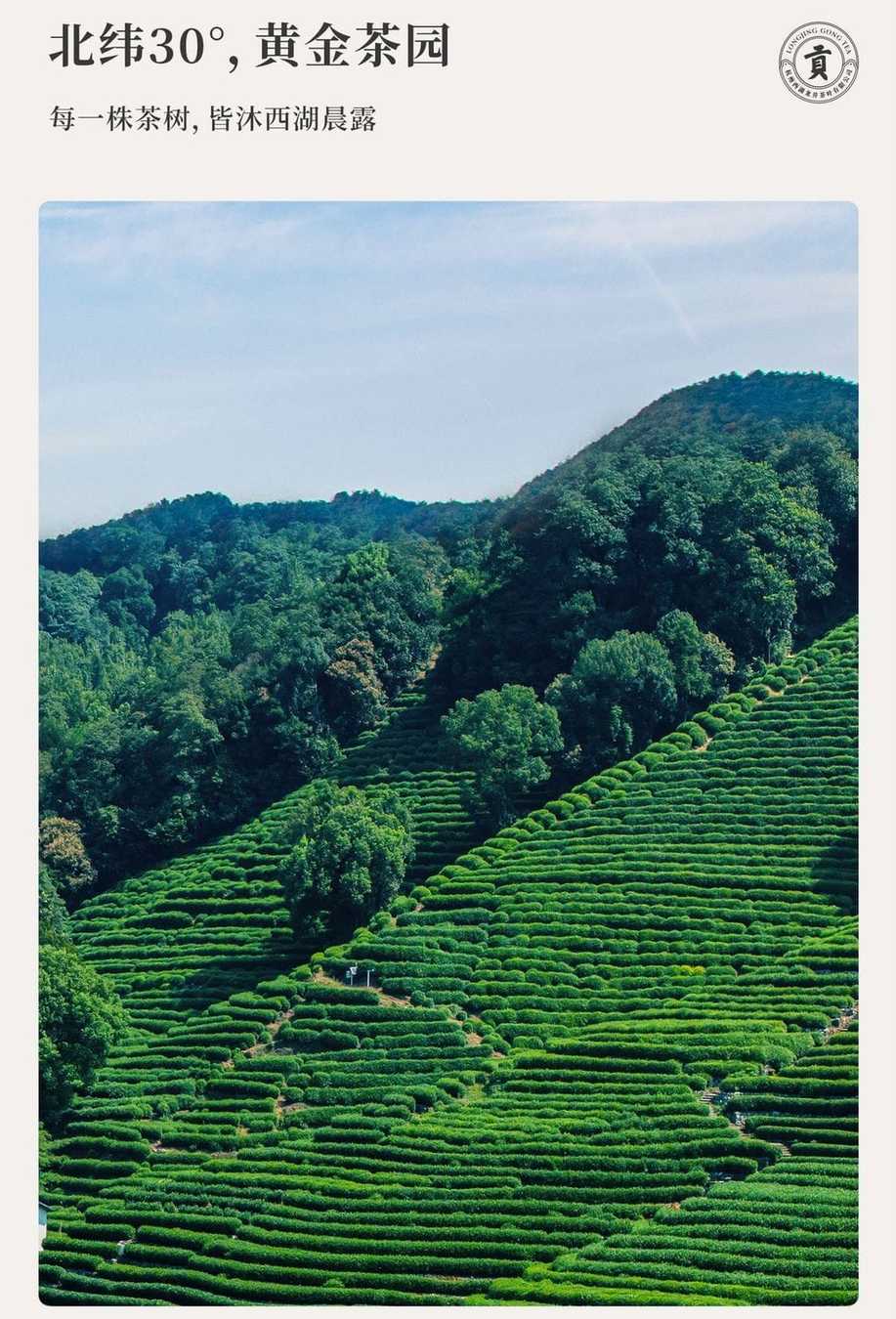 2026 New Tea West Lake Longjing Grade-AAA Pre-Qingming