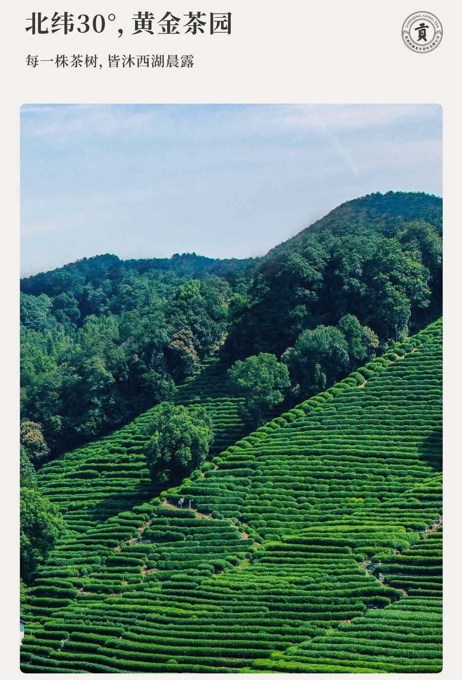 2026 New Tea West Lake Longjing Grade-AA Pre-Qingming