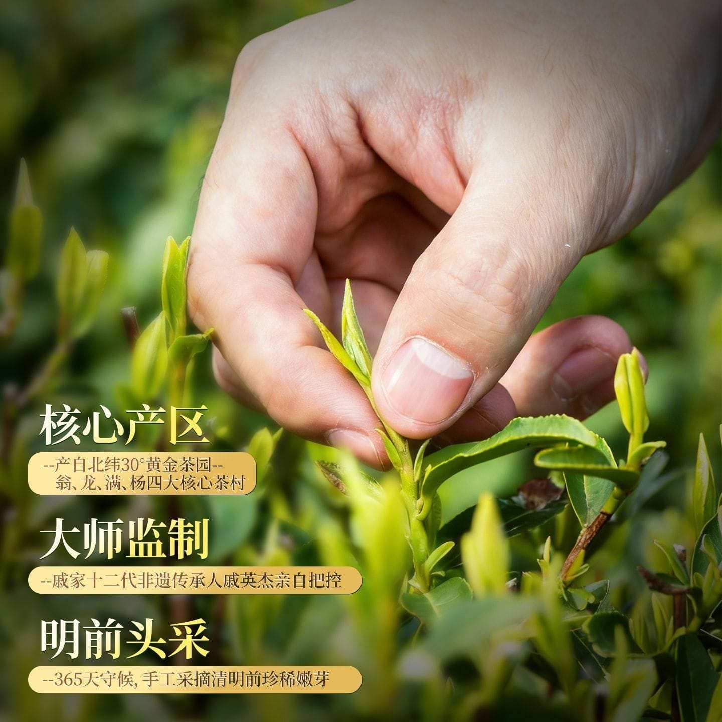 2026 New Tea West Lake Longjing Grade-A Pre-Qingming