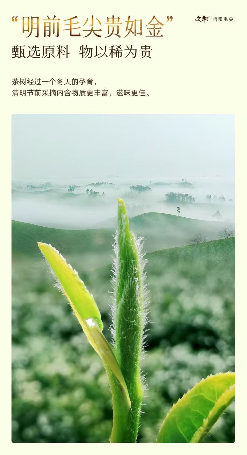 2026 New Tea Pre-Ming Xinyang Maojian Grade-AAA