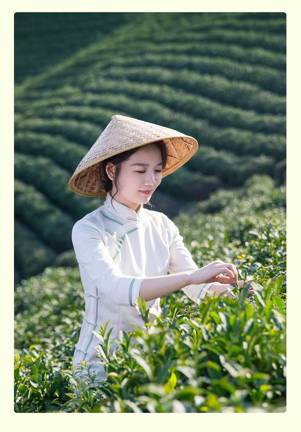 2026 New Tea Pre-Ming Xinyang Maojian Grade-AAA