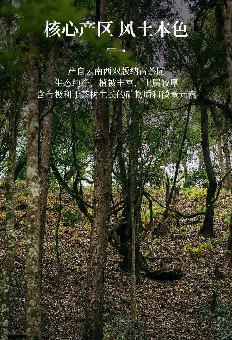 Ancient Tree White Tea